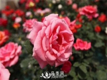 溫室花卉特性分類(lèi)了解
