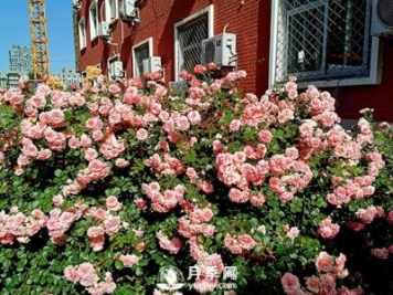 蔬菜花卉研究所喜添9個(gè)月季菊花新品種