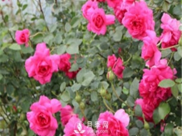 大游行用來(lái)做花墻，不錯的選擇！