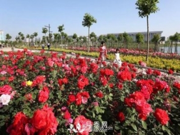 南陽(yáng)月季產(chǎn)業(yè)6大發(fā)展優(yōu)勢