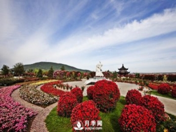 南陽(yáng)順應環(huán)境打造月季產(chǎn)業(yè)