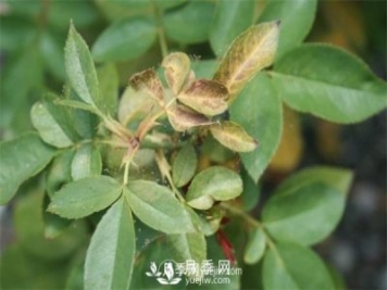 別再傻傻擼葉子了，這才是對付紅蜘蛛的必殺技！