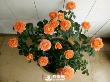 剛買(mǎi)回來(lái)的月季花在封閉陽(yáng)臺怎么養好？