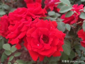 花中皇后月季，文化韻味長(cháng)存