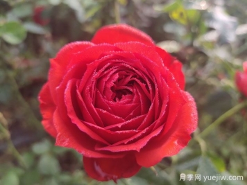 月季的特性、品系、價(jià)值、花語(yǔ)