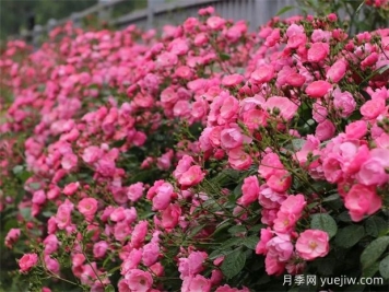金華職院月季花墻，校園美麗多彩