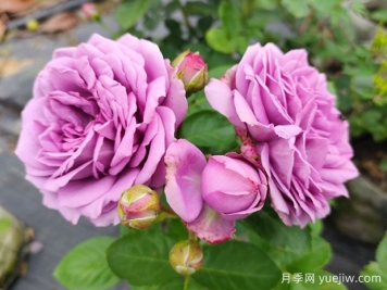 8首最美月季花古詩(shī)，春天賞花品詩(shī)