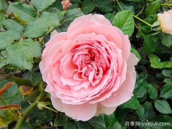 非常值得養的6種月季花，花美抗病四季開(kāi)花