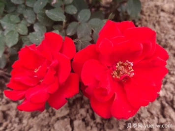 不同顏色的月季花語(yǔ)是什么？