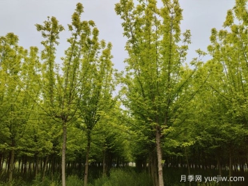 平頂山市任店鎮發(fā)展苗木種植 綠了家園富了百姓