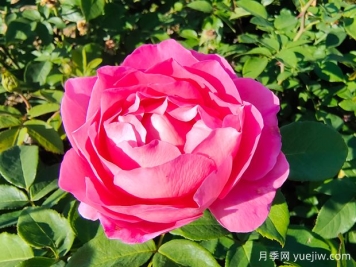 一朵玫瑰的戀語(yǔ)，玫瑰的美妙花語(yǔ)