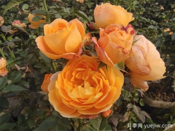 推薦3種微型月季花開(kāi)不停，園林和陽(yáng)臺都適用