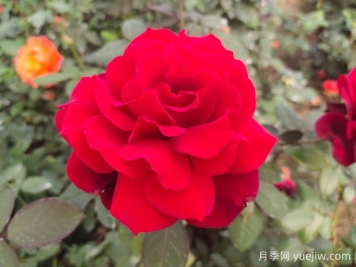 新手如何養好月季花？
