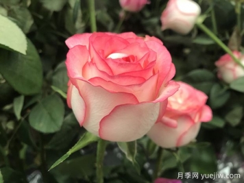 艾莎月季開(kāi)花時(shí)間和優(yōu)缺點(diǎn)