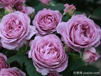 藍色風(fēng)暴月季的優(yōu)缺點(diǎn)是什么？如何栽種管理