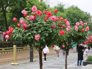 如何培育自然式樹(shù)狀月季？