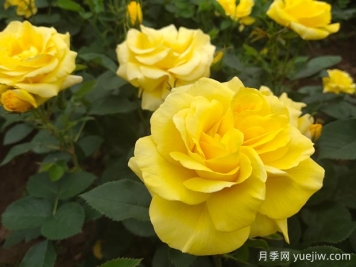 為什么月季在春天的發(fā)芽時(shí)間不一樣呢？