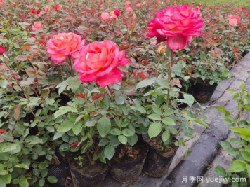 月季苗什么時(shí)候種植最好？春秋種月季注意點(diǎn)