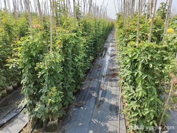 月季小苗一般養多久能開(kāi)花？