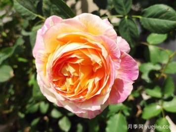 莫奈月季的優(yōu)缺點(diǎn)是什么？介紹