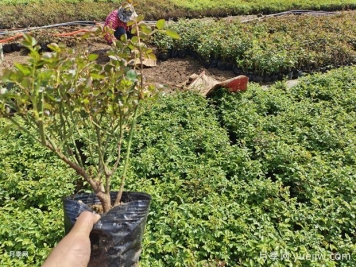 3月底4月初，月季管理要重視這3件事