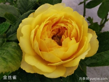 微型月季金絲雀優(yōu)缺點(diǎn)都不少，養護做好兩個(gè)點(diǎn)花開(kāi)不斷