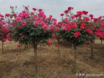 樹(shù)狀月季適合放在哪些場(chǎng)景中？