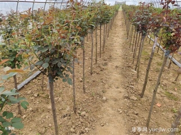 3公分薔薇桿砧木樹(shù)狀月季批發(fā)