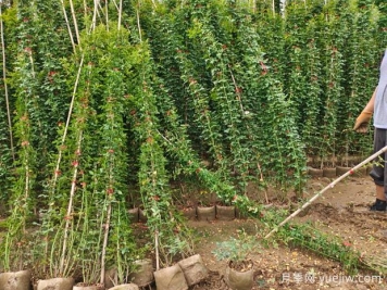 春季花卉苗木不同種類(lèi)的修剪要點(diǎn)