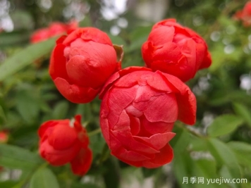 木香花花期有多長(cháng)？一年開(kāi)幾次花？