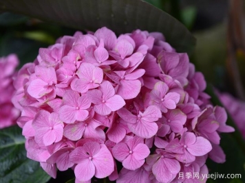 繡球花開(kāi)完花后什么時(shí)候修剪？