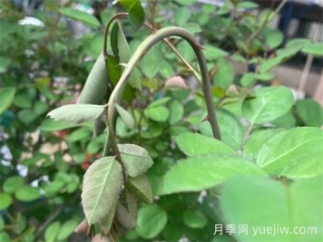 頸蜂，月季頭號蟲(chóng)害