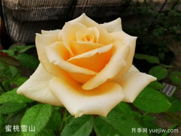 蜜桃雪山月季，黃色系月季經(jīng)典品種