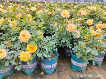 月季花盆栽開(kāi)花后怎么剪枝
