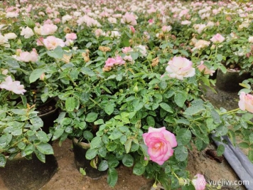 陽(yáng)臺種月季為什么有紅蜘蛛