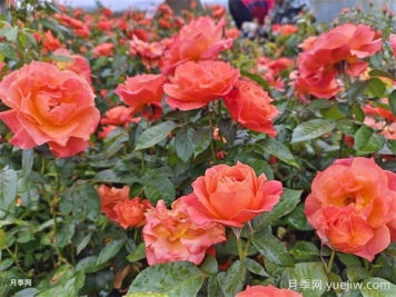 月季花大膽去追肥，以磷鉀肥為主促進(jìn)開(kāi)花量