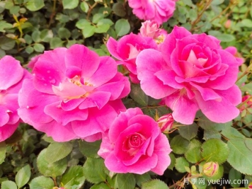 月季花的奧秘：種植、養護與注意事項