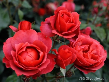 21朵玫瑰：不只是浪漫，還藏著(zhù)這些深意