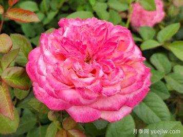 花園植物三姐妹：月季、繡球、鐵線(xiàn)蓮