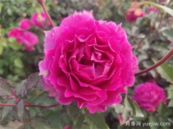 天方夜譚月季，四季開(kāi)花，濃香耐熱又耐寒