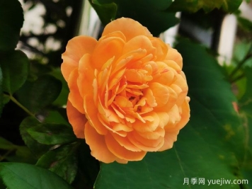 超級簡(jiǎn)單，不用藥就能預防月季紅蜘蛛
