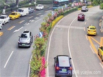 成都二環(huán)高架月季即將再現一路繁花一路景