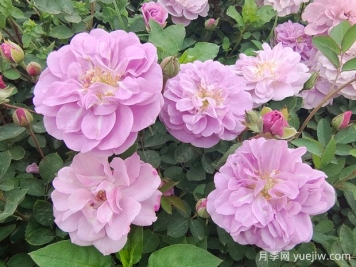 適合陽(yáng)臺的藍色陰雨小型藤本月季，陽(yáng)臺變花墻
