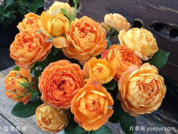 薔薇、玫瑰、月季你怎么看？