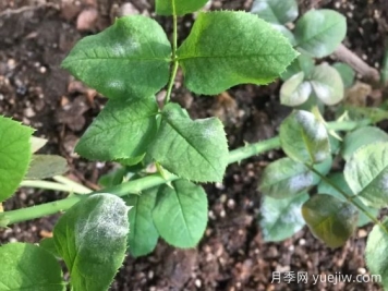 月季得了白粉病，一定要及時(shí)治療，否則沒(méi)花看