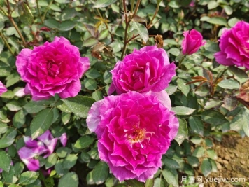 養月季花，離不開(kāi)松樹(shù)皮，泥炭配松樹(shù)皮，固根性非常好