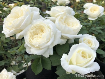 婚禮之路月季的優(yōu)缺點(diǎn)，看看花友怎么說(shuō)