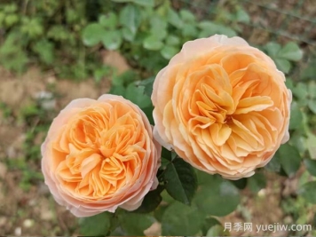 朱麗葉月季的優(yōu)缺點(diǎn)是什么？