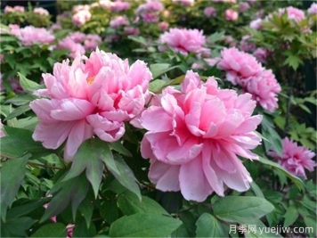 牡丹花品種介紹，牡丹前十名品種是什么？