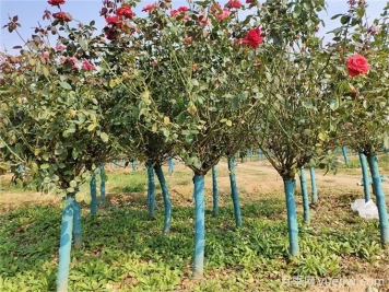 春秋兩季移植月季樹(shù)樁，哪個(gè)成活率更高？